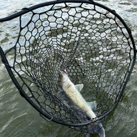 Westin W3 C&R Adjustable Full Rubber Mesh Landing Net